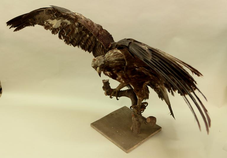 animal naturalisé : oiseau : Aigle royal