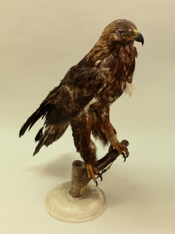 animal naturalisé : oiseau : Aigle royal