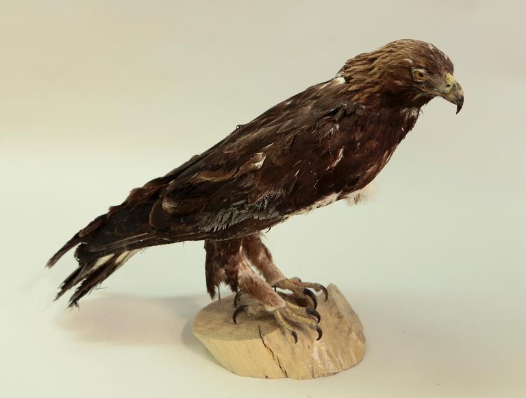animal naturalisé : oiseau : Aigle royal