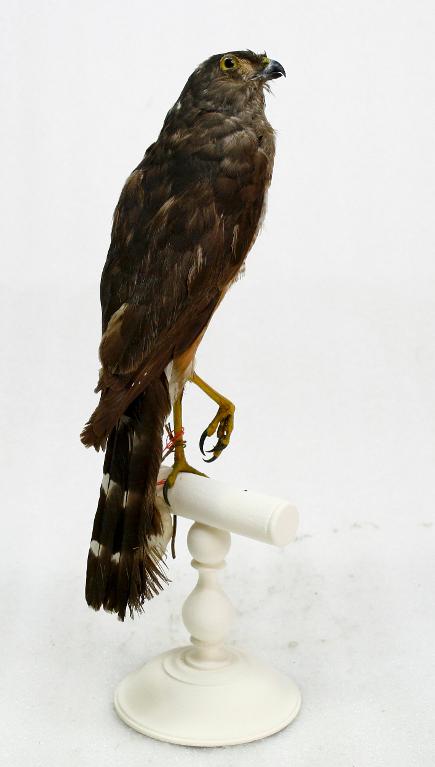 animal naturalisé : oiseau : Autour à flancs roux