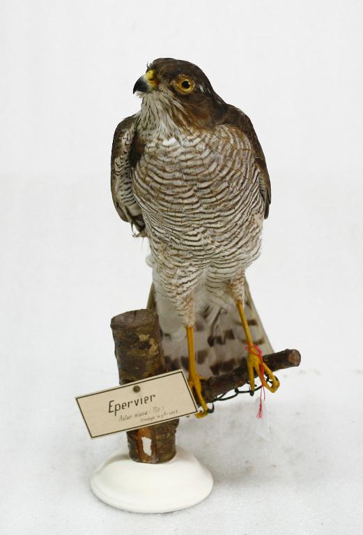 animal naturalisé : oiseau : Epervier d'Europe