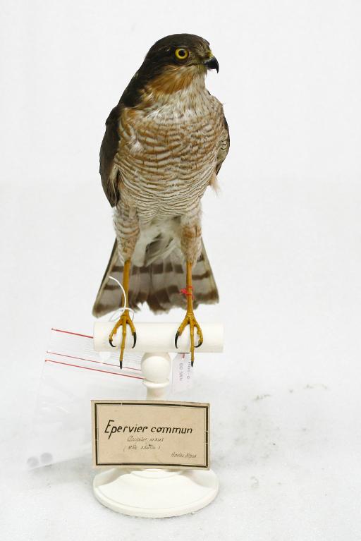 animal naturalisé : oiseau : Epervier d'Europe