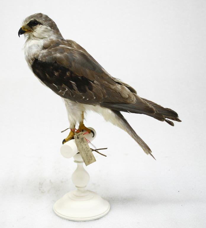 animal naturalisé : oiseau : Elanion blanc