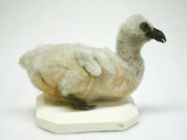 animal naturalisé : oiseau : Vautour fauve