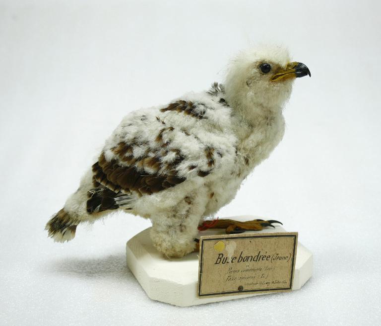 animal naturalisé : oiseau : Bondrée apivore