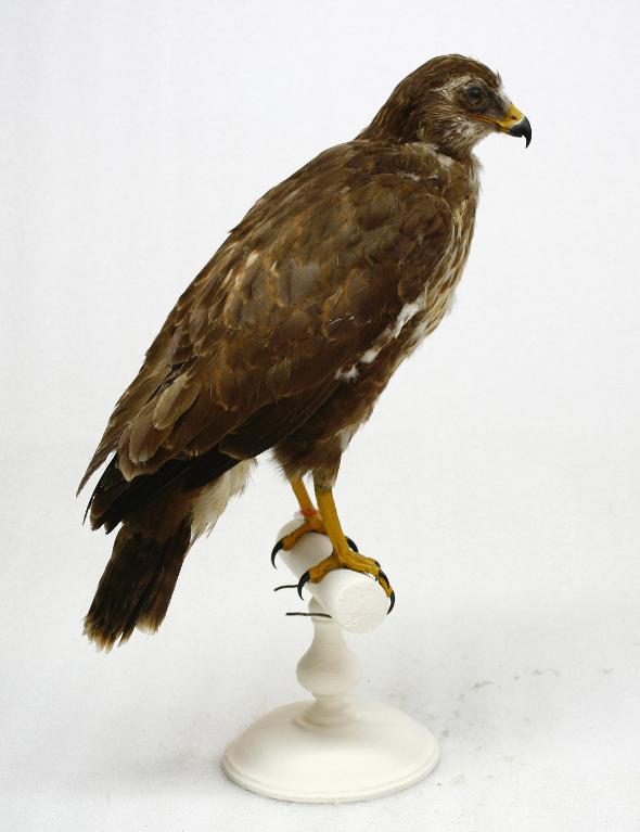 animal naturalisé : oiseau : Buse variable
