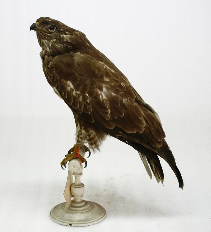 animal naturalisé : oiseau : Buse variable