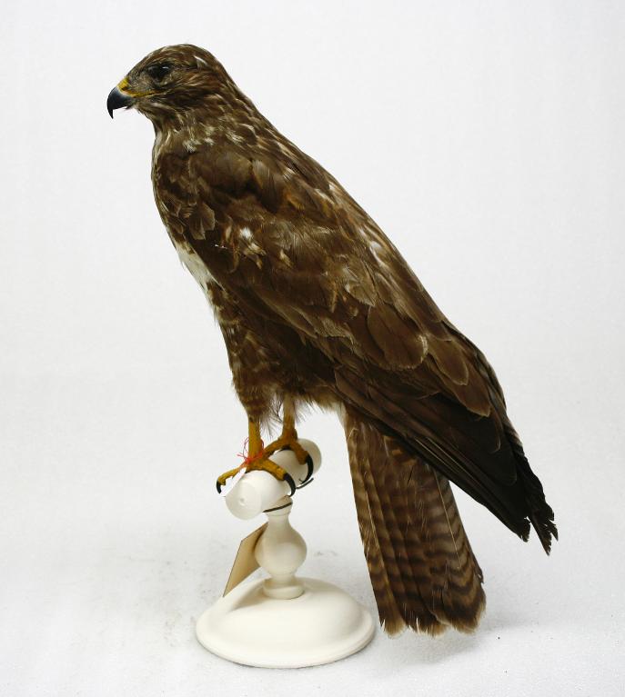 animal naturalisé : oiseau : Buse variable