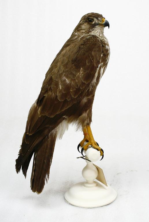 animal naturalisé : oiseau : Buse variable