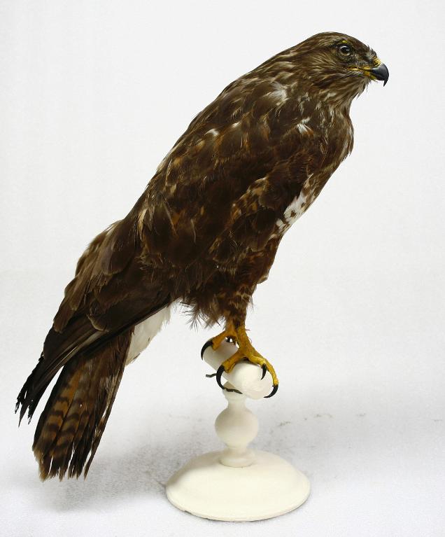 animal naturalisé : oiseau : Buse variable
