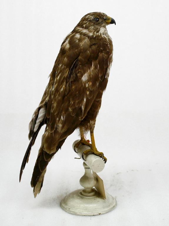 animal naturalisé : oiseau : Buse variable
