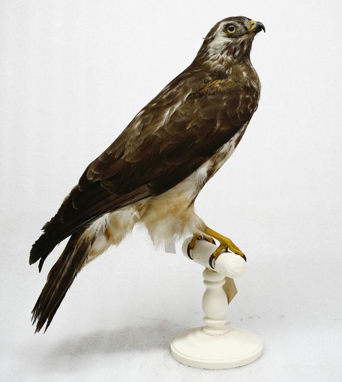 animal naturalisé : oiseau : Buse variable