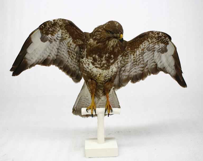 animal naturalisé : oiseau : Buse variable