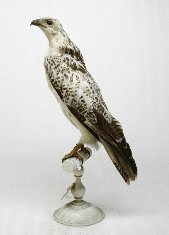 animal naturalisé : oiseau : Buse variable