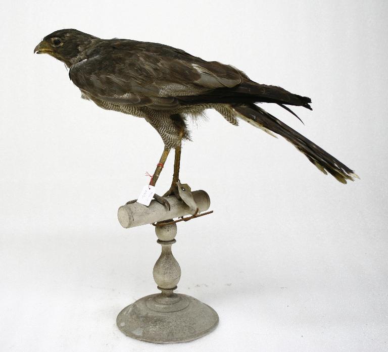 animal naturalisé : oiseau : Autour sombre