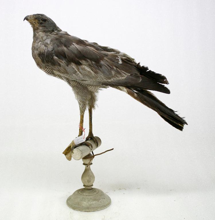 animal naturalisé : oiseau : Autour sombre