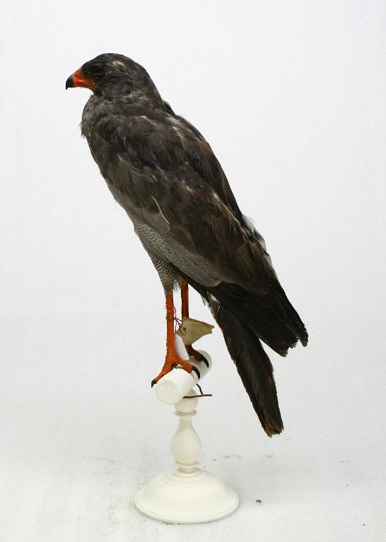 animal naturalisé : oiseau : Autour sombre