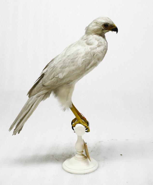 animal naturalisé : oiseau : Autour blanc
