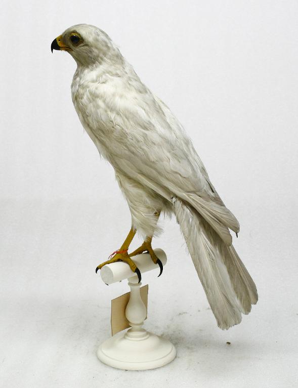 animal naturalisé : oiseau : Autour blanc