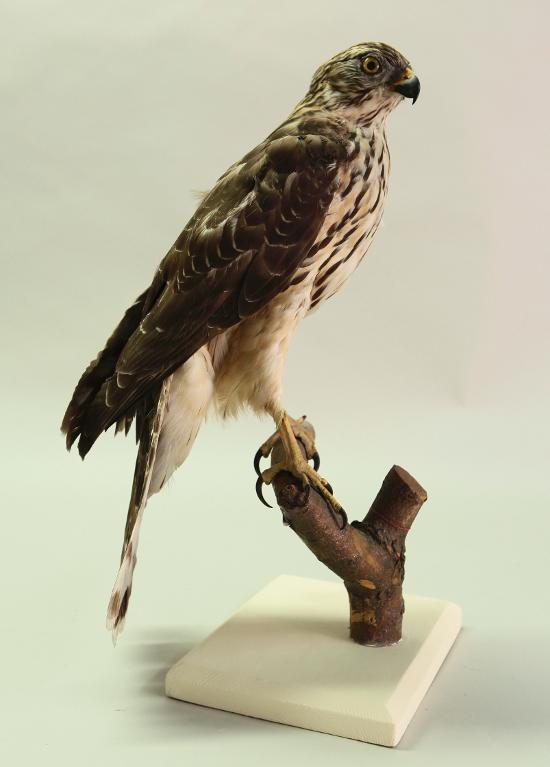 animal naturalisé : oiseau : Autour des palombes