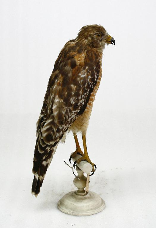 animal naturalisé : oiseau : Indéterminé