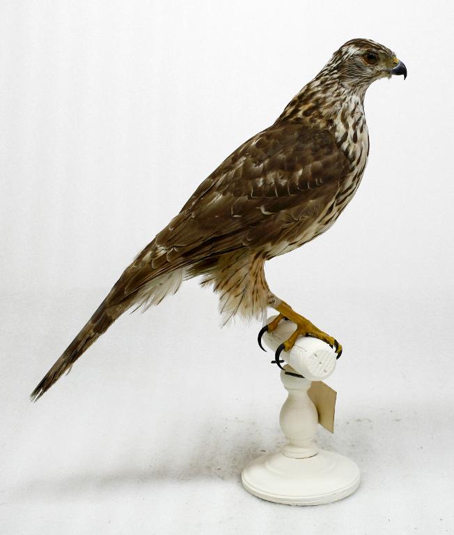 animal naturalisé : oiseau : Autour des palombes