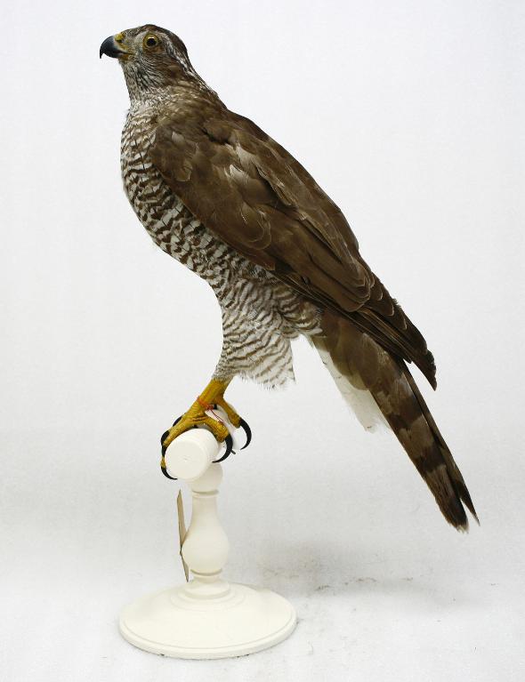 animal naturalisé : oiseau : Autour des palombes