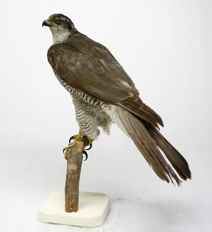 animal naturalisé : oiseau : Autour des palombes