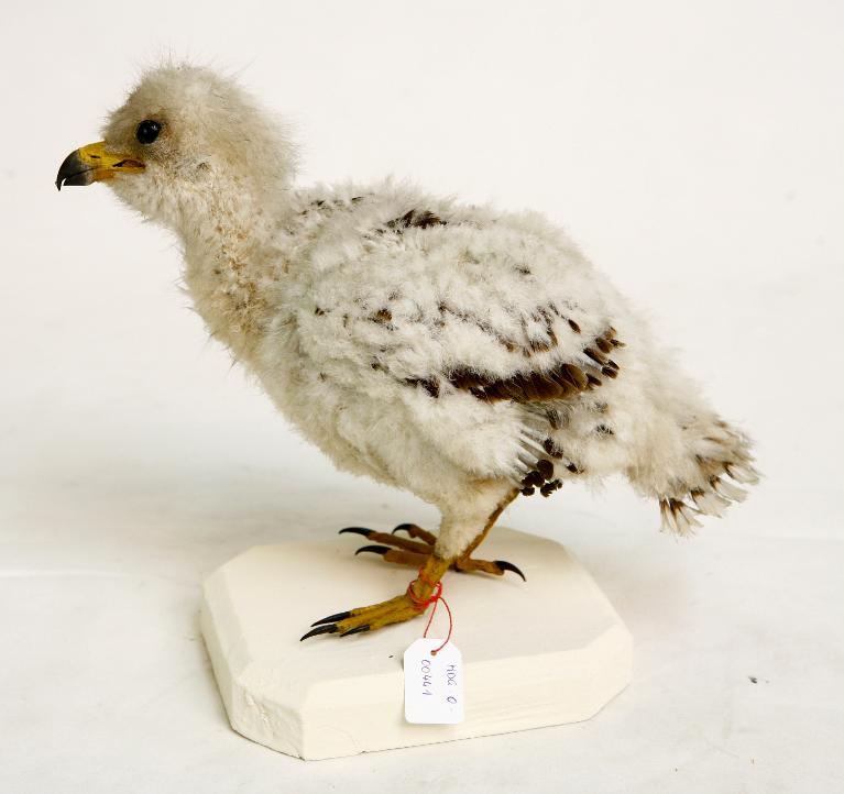 animal naturalisé : oiseau : Aigle royal