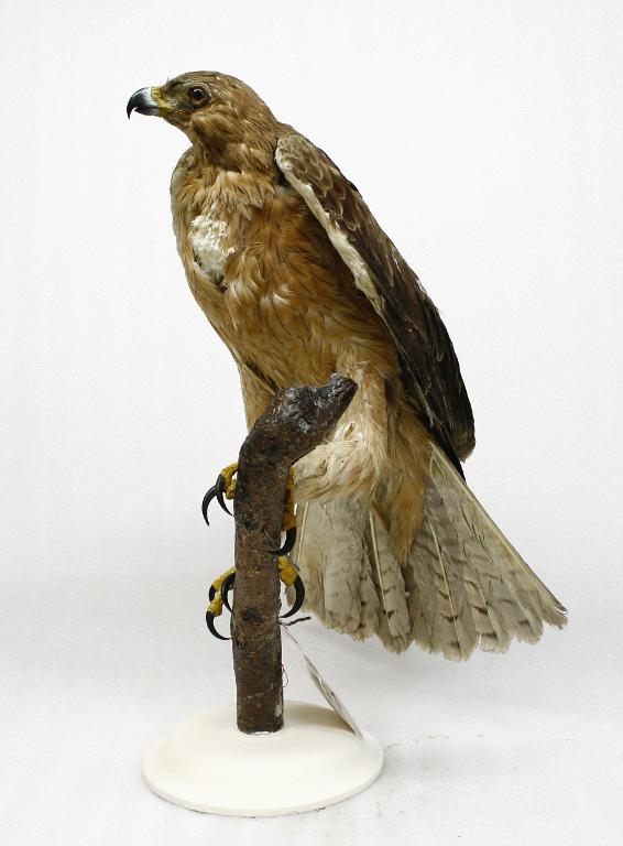 animal naturalisé : oiseau : Aigle de Bonelli