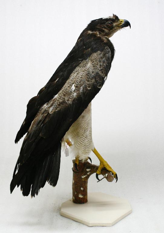 animal naturalisé : oiseau : Buse aguia