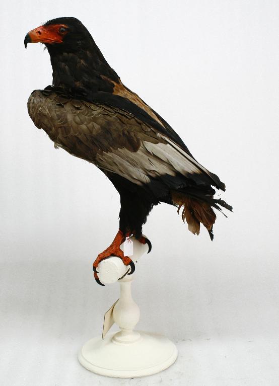 animal naturalisé : oiseau : Aigle bateleur
