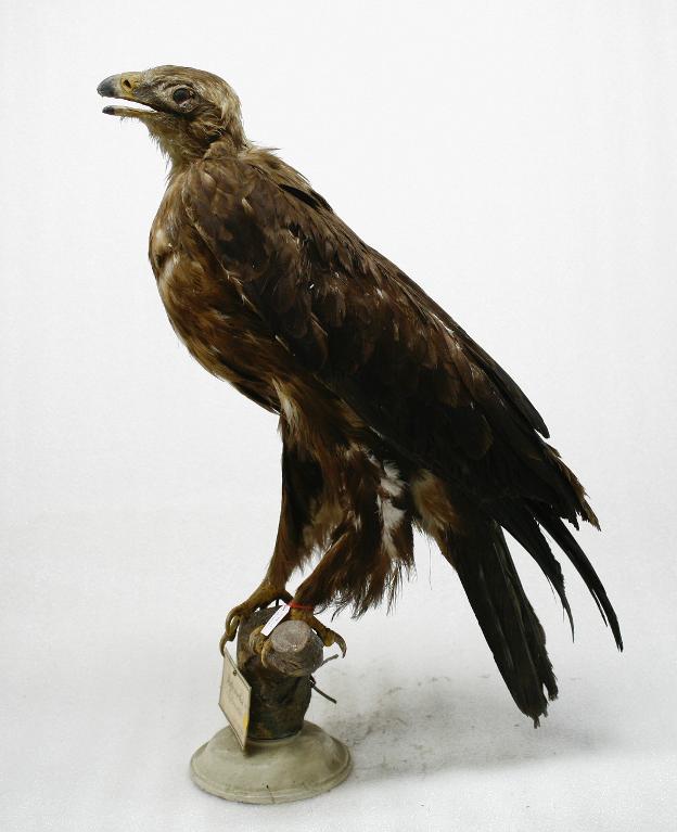 animal naturalisé : oiseau : Aigle criard