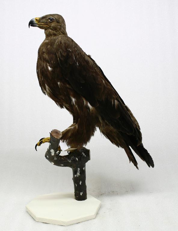 animal naturalisé : oiseau : Aigle criard