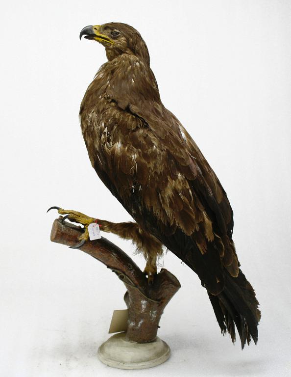 animal naturalisé : oiseau : Aigle criard