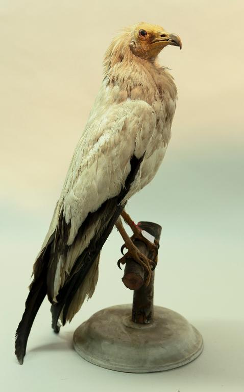 animal naturalisé : oiseau : Vautour percnoptère