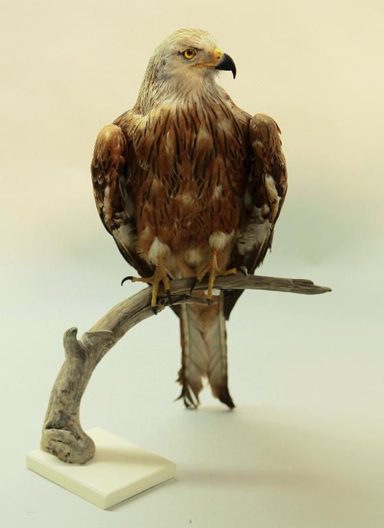 animal naturalisé : oiseau : Milan royal