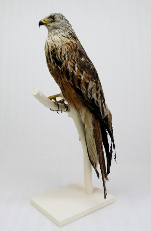 animal naturalisé : oiseau : Milan royal