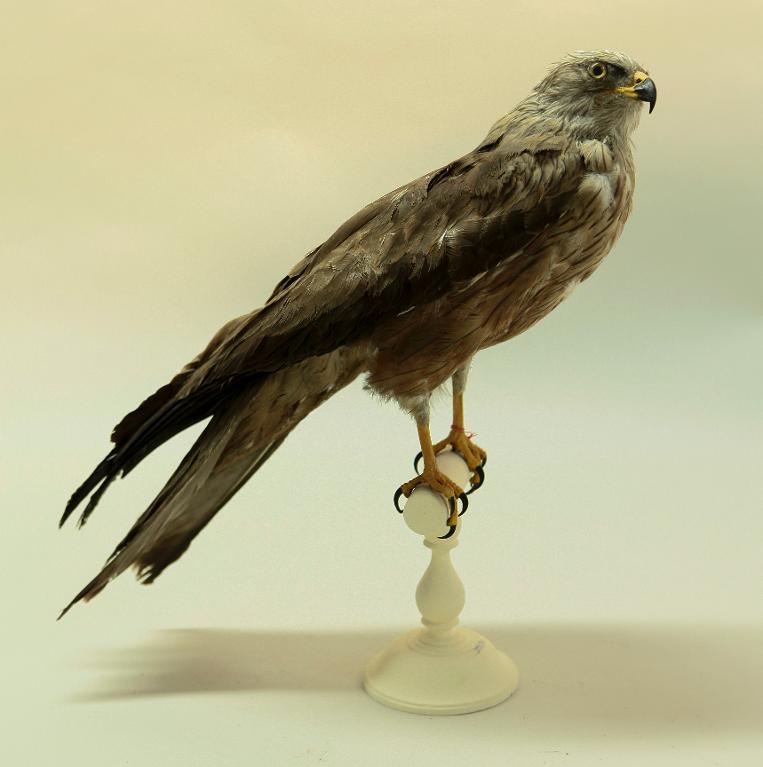 animal naturalisé : oiseau : Milan noir