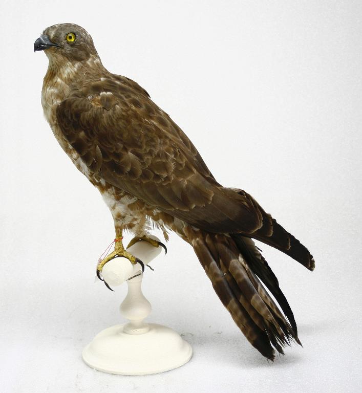 animal naturalisé : oiseau : Bondrée apivore