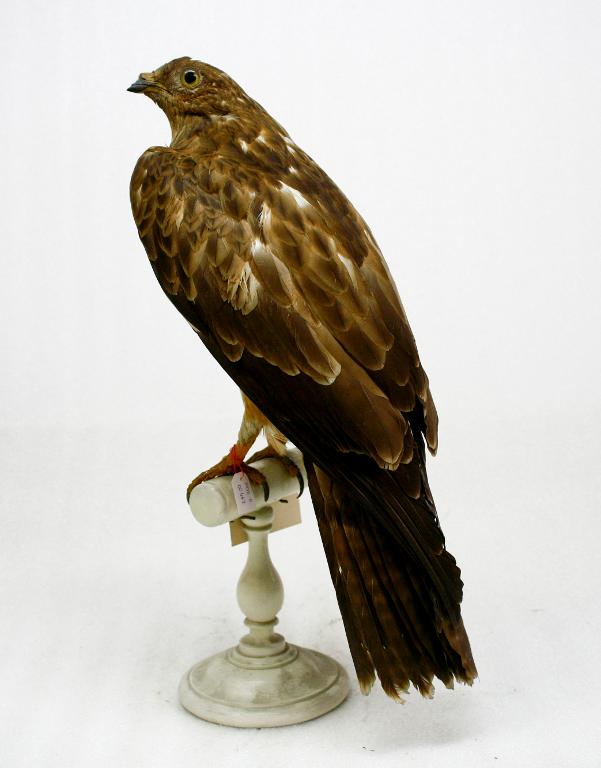 animal naturalisé : oiseau : Bondrée apivore