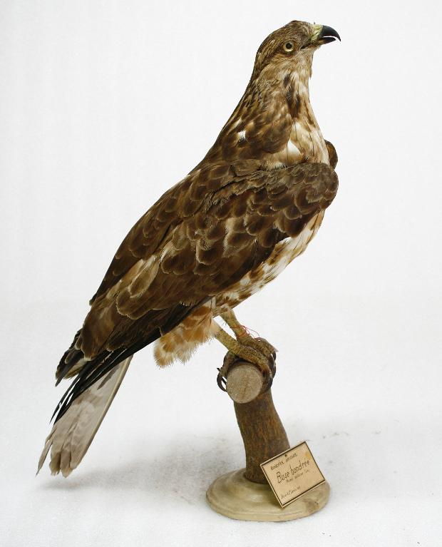 animal naturalisé : oiseau : Bondrée apivore