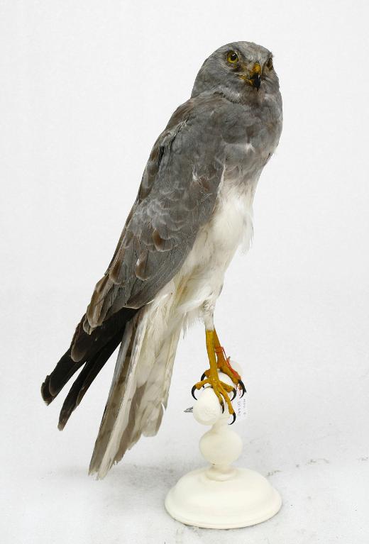 animal naturalisé : oiseau : Busard St Martin