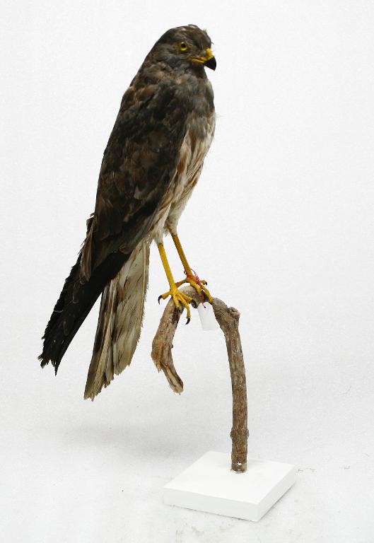 animal naturalisé : oiseau : Busard cendré