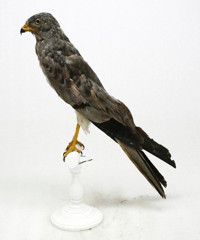 animal naturalisé : oiseau : Busard cendré