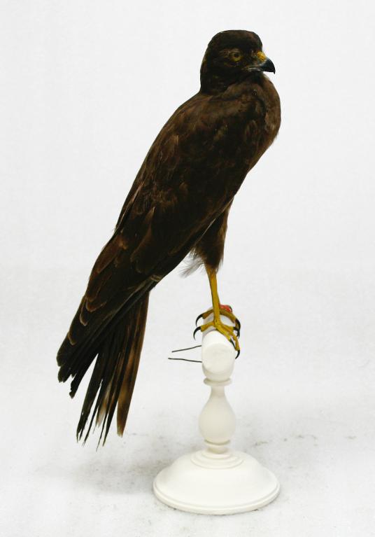 animal naturalisé : oiseau : Busard cendré