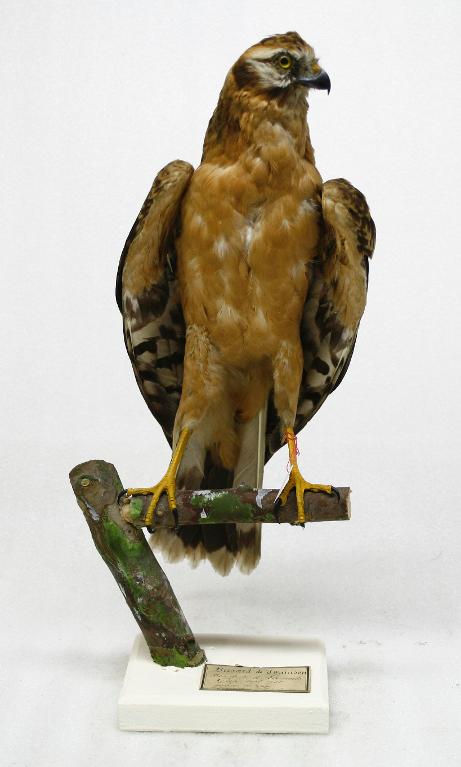 animal naturalisé : oiseau : Busard pâle