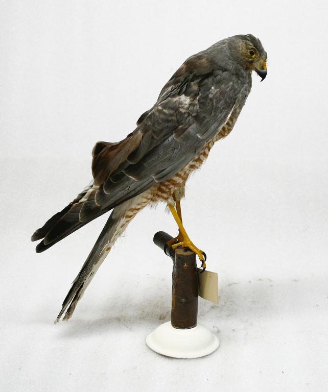 animal naturalisé : oiseau : Busard bariolé