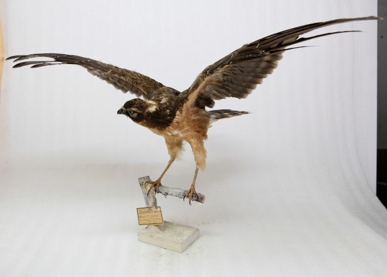 animal naturalisé : oiseau : Busard pâle