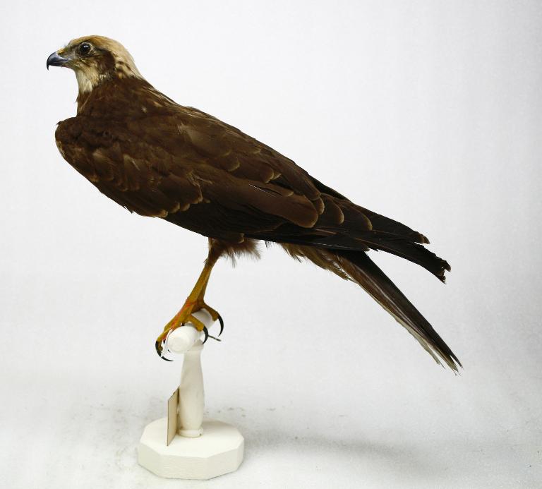 animal naturalisé : oiseau : Busard des roseaux